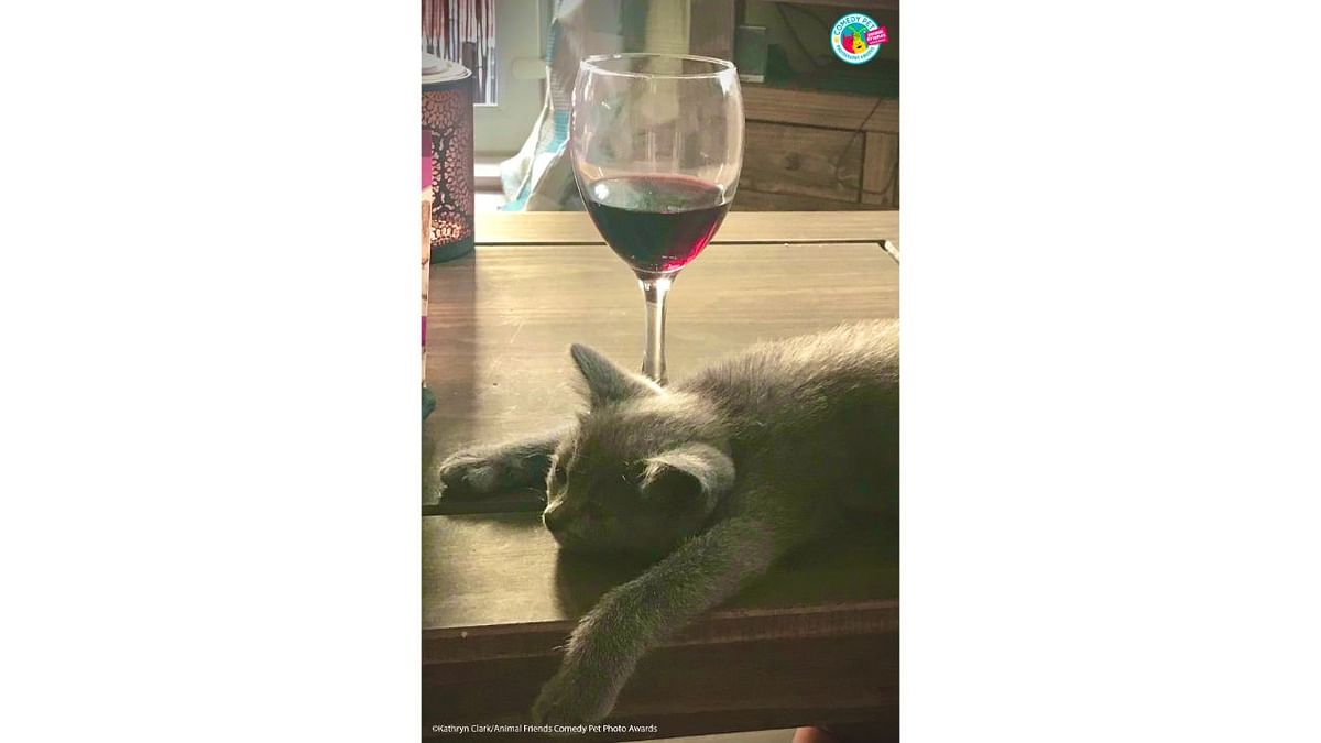 It's that time of day again! Little Blue enjoys it almost as much as me. Credit: Kathryn Clark/Animal Friends Comedy Pet Photo Awards