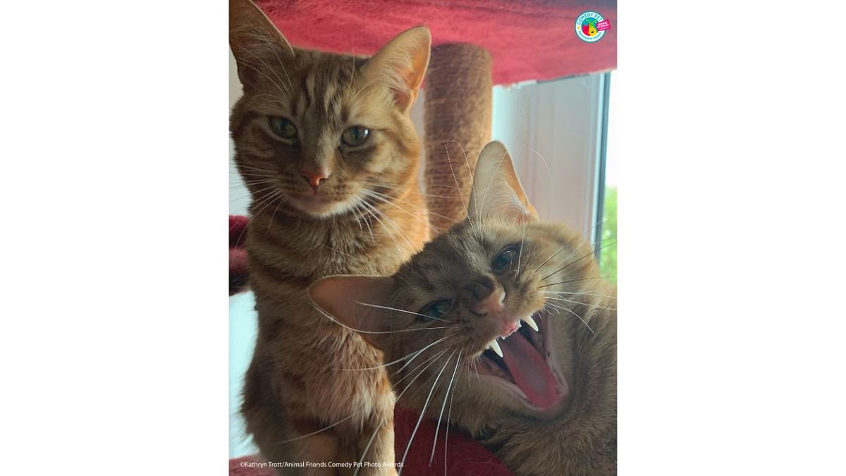 Jeff stealing the limelight from his brother Jaffa. Credit: Kathryn Trott/Animal Friends Comedy Pet Photo Awards