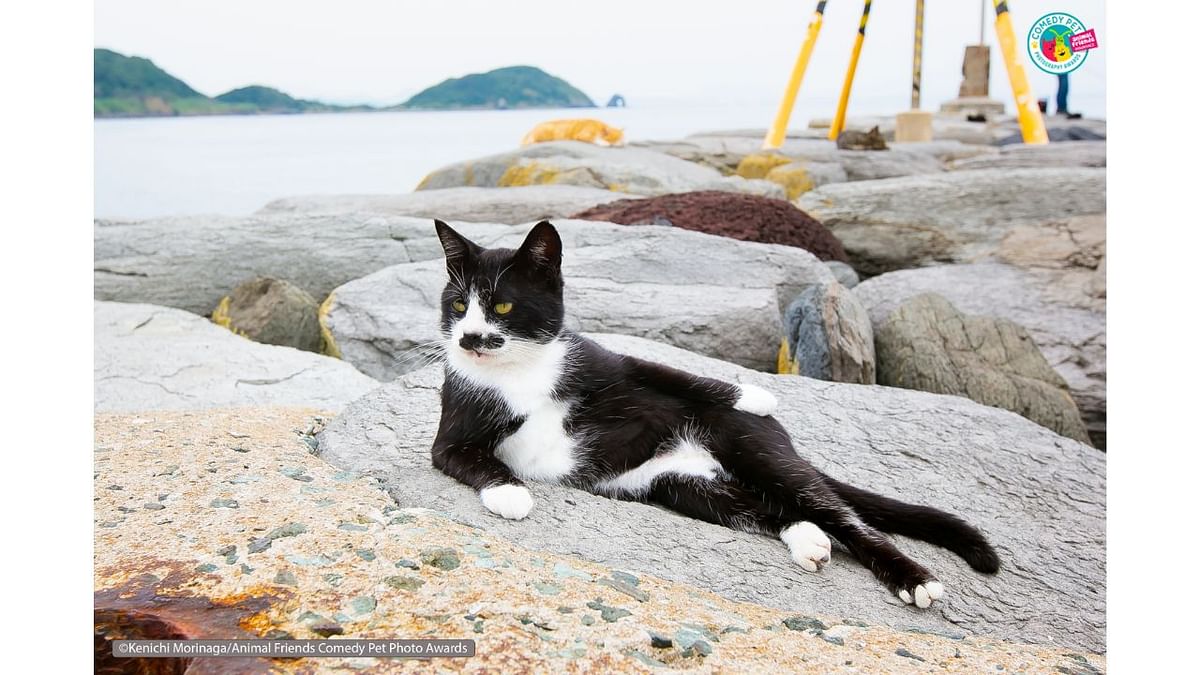 He is a cat model. So I just focus my DSLR for cat. He just makes a pose like that and then shoot. Credit: Kenichi Morinaga/Animal Friends Comedy Pet Photo Awards