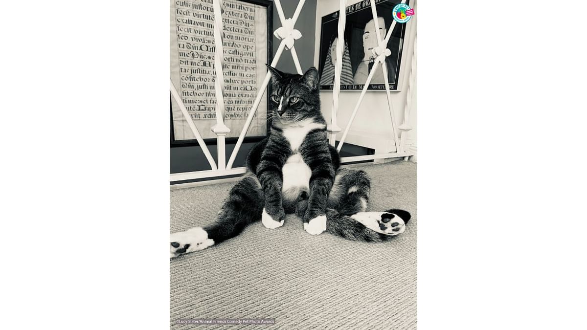 Vincent the cat..This is how I like to sit! Credit: Lucy Slater/Animal Friends Comedy Pet Photo Awards