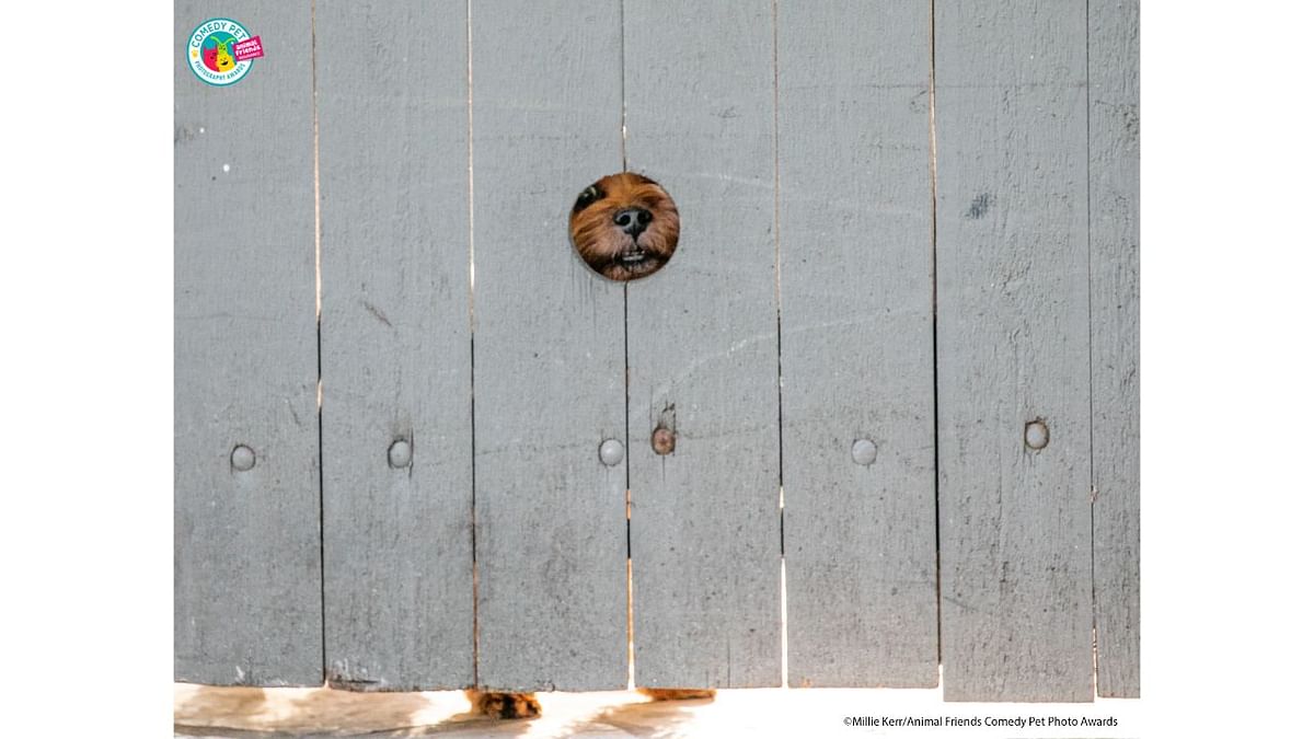 Someone in my parents' neighborhood in San Antonio, Texas, put in a peep hole for their terrier so it can look through the fence! I love passing by and seeing its adorable face peering at me. Credit: Millie Kerr/Animal Friends Comedy Pet Photo Awards