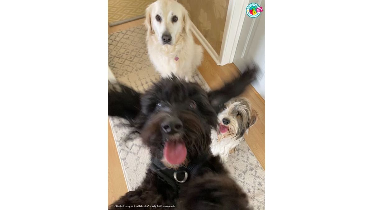 Bailey was so excited to see her friends, she could not sit still for a photo!  Credit: Mollie Cheary/Animal Friends Comedy Pet Photo Awards