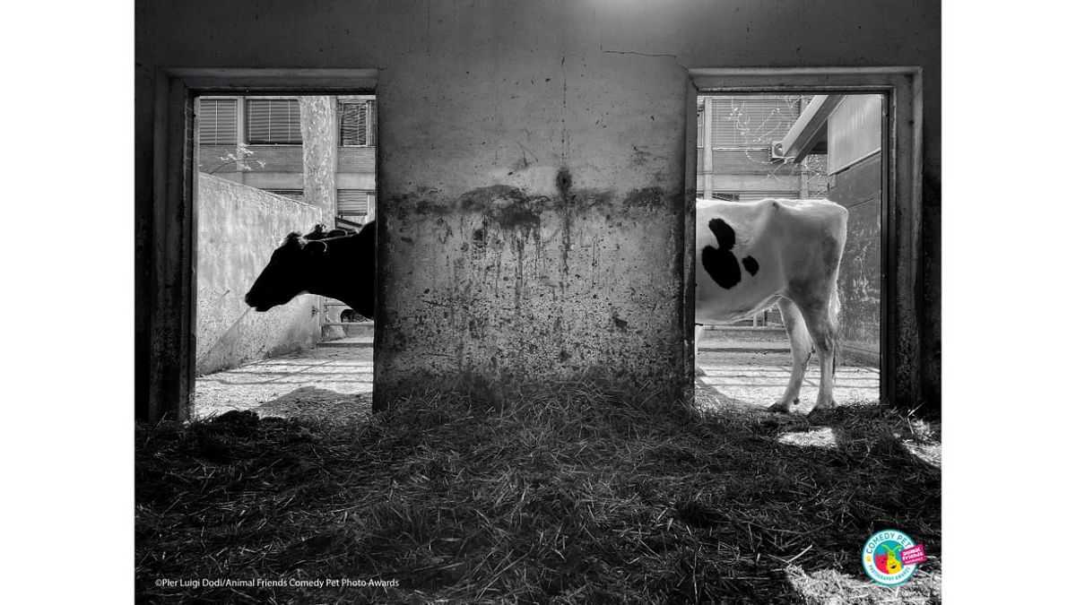 Optical illusion or gene mutation? Credit: Pier Luigi Dodi/Animal Friends Comedy Pet Photo Awards