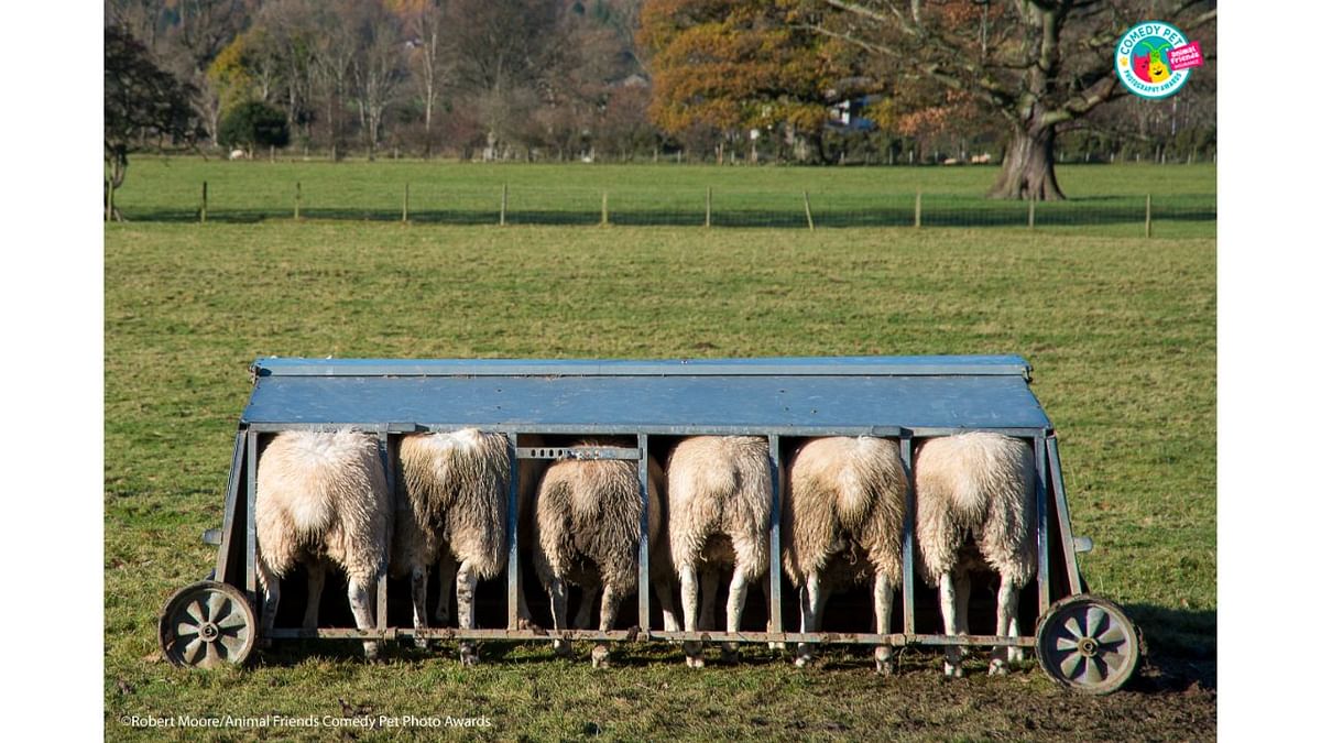 The feeding of sheep in a mechanical contraption. Credit: Robert Moore/Animal Friends Comedy Pet Photo Awards