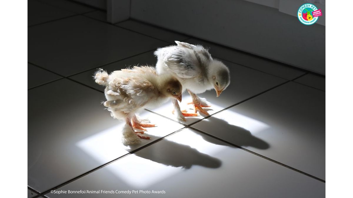 Cutie and Speedy are 2 chicks hatched from eggs placed in an incubator at home in August 2020. They spent their first few weeks indoors. On the photo they are just over 2 weeks old. They were curious about everything. This is the day they discovered their own shadow. It was hilarious to see them wondering and exploring that