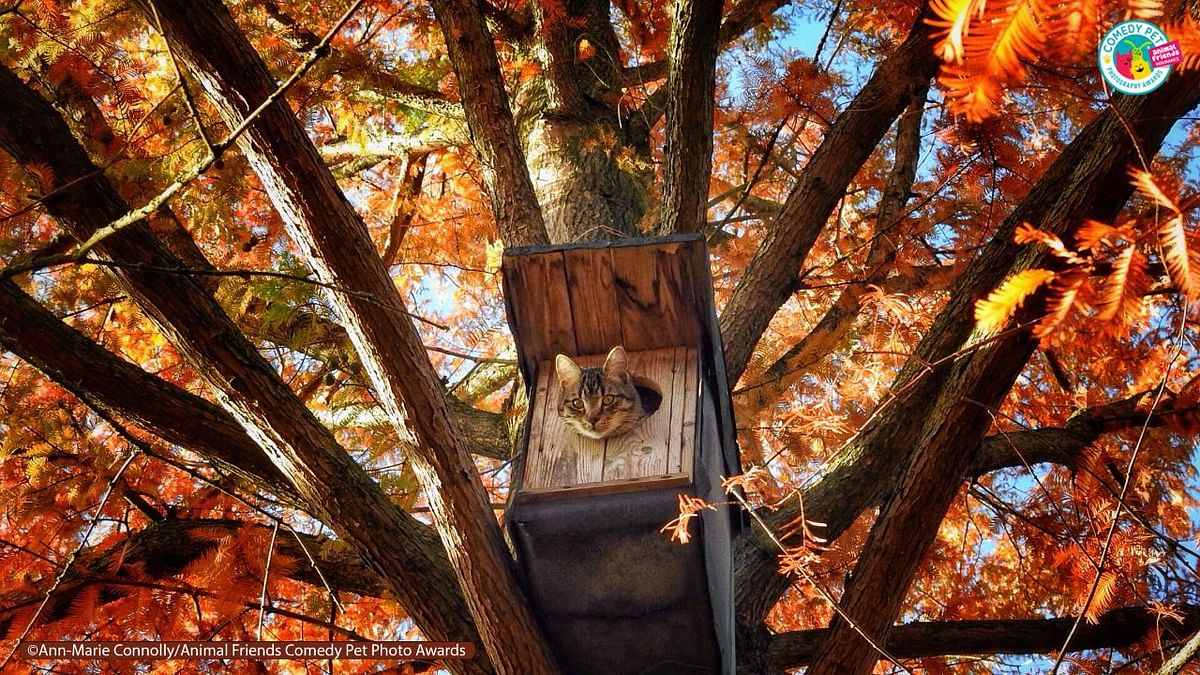 Our cat Simba occupying the owl box. Credit: Thomas Marlie/Animal Friends Comedy Pet Photo Awards