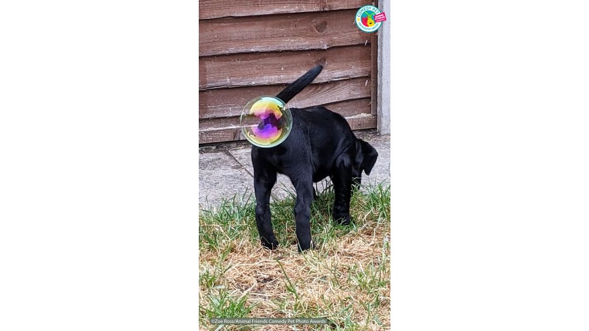 Playing with bubbles in the garden. Credit: Zoe Ross/Animal Friends Comedy Pet Photo Awards