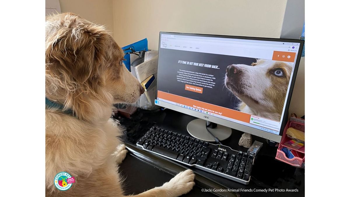 Ollie, highly focused on what else he can learn from a dog behaviourist's website (which, as you can see, features a mugshot of him).   While Ollie is committed to ongoing personal development, he's not quite mastered how to use the mouse , but - being a very smart border collie - that's just a matter of time... Credit: Jacki Gordon/Animal Friends Comedy Pet Photo Awards