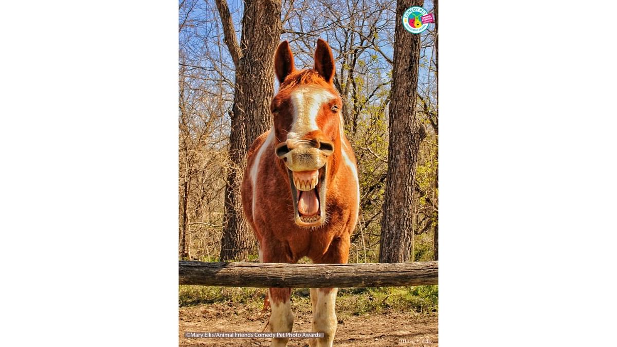 I like to visit the stable horses before I begin my hike at the State Park...this is the reply I received when I said Good Morning. Credit: mary ellis/Animal Friends Comedy Pet Photo Awards