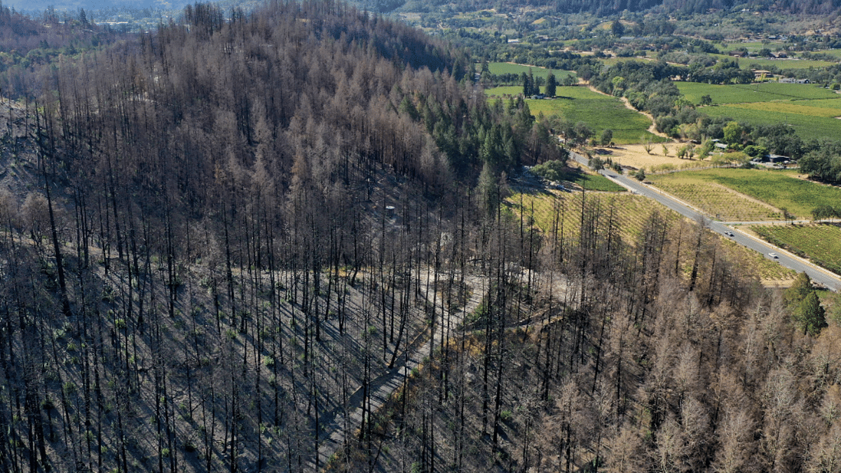 In an aerial view, trees burned by the Glass Fire stand near vineyards on September 30, 2021 in St Helena, California. Credit: AFP Photo