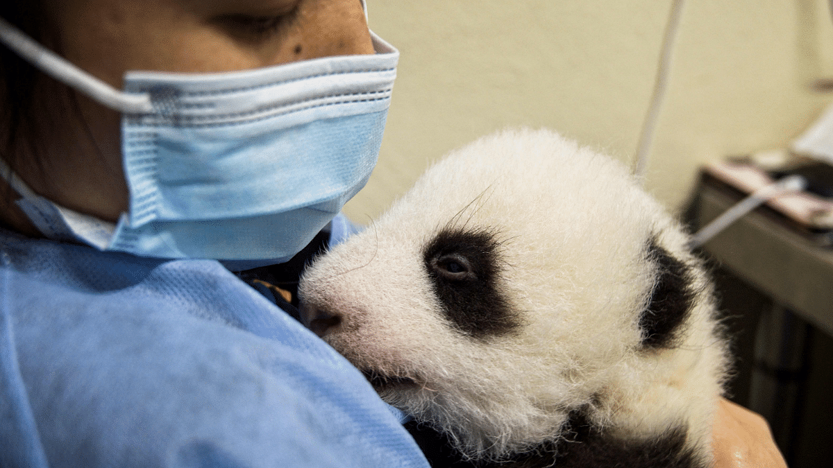 Chinese caretaker Liu Riuquing holds the panda cub twin named Fleur de Coton after giving her a bottle of milk at The Beauval Zoo in Saint-Aignan-sur-Cher, central France. Credit: AFP Photo