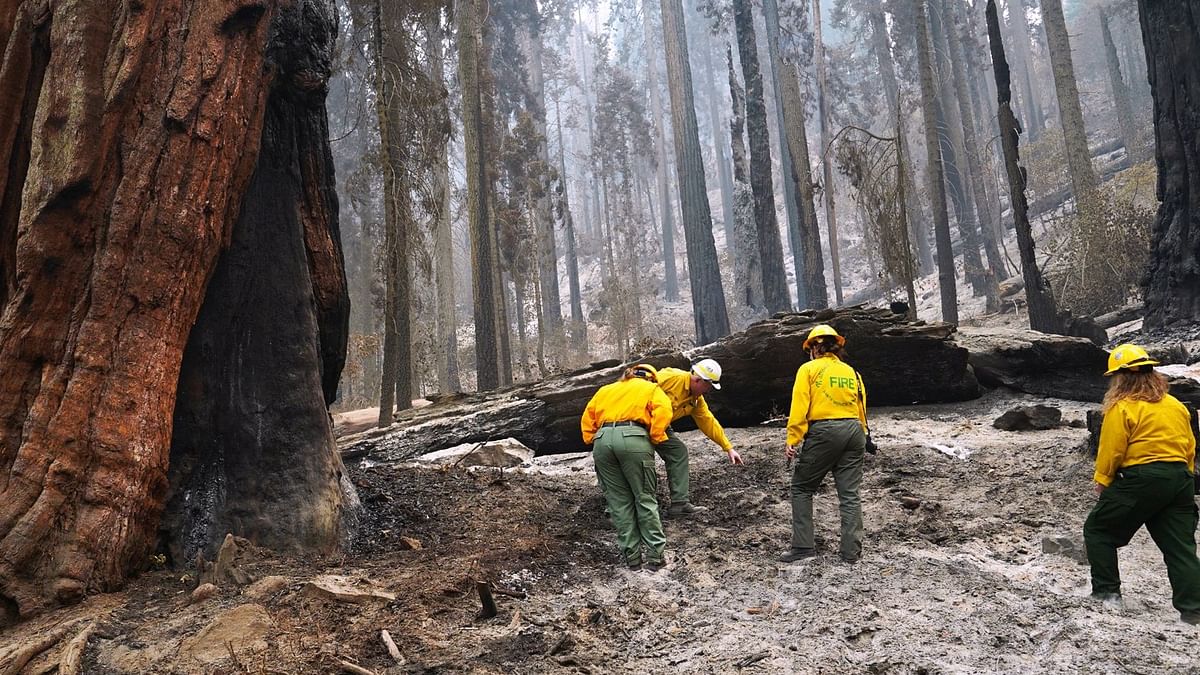 National Park Service public information officers find newly released giant sequoia seeds in the charred ground during a tour of the KNP Complex fire burn area in Giant Forest, California. Credit: AFP Photo