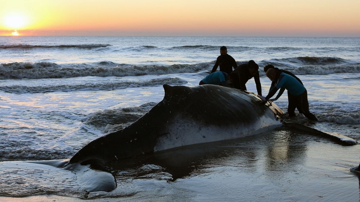 Rescuers help a stranded humpback whale (Megaptera novaeangliae) on the shores of Argentine sea at Lucila del Mar, Buenos Aires. Credit: AFP Photo