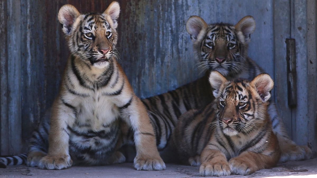 Three of four cubs born to the Bengal tiger Chitara look on at the Guadalajara zoo, in Guadalajara, Mexico. Credit: Reuters Photo