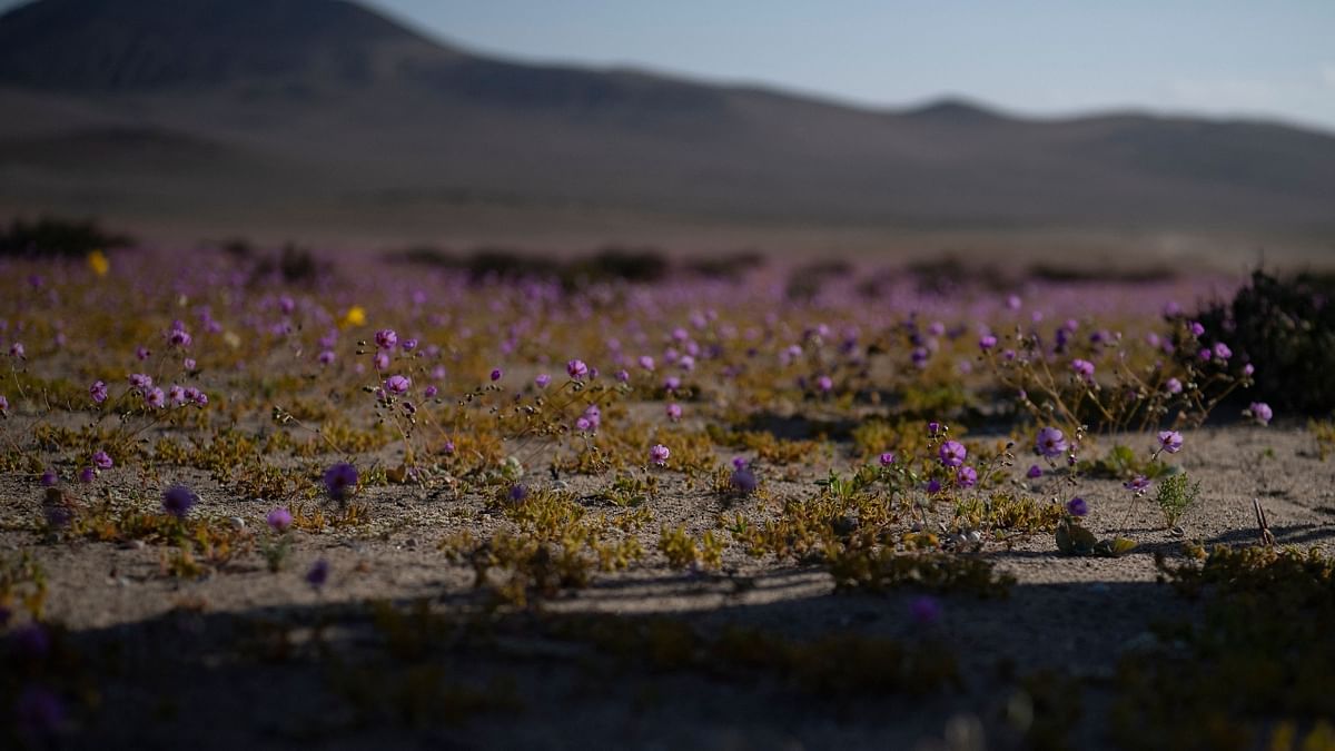 In years of very heavy seasonal rains, a natural phenomenon known as the Desert in Bloom occurs, making the seeds of some 200 desert plants to germinate suddenly some two months after the precipitation giving an incredibly beautiful sight to the visitors. Credit: AFP Photo