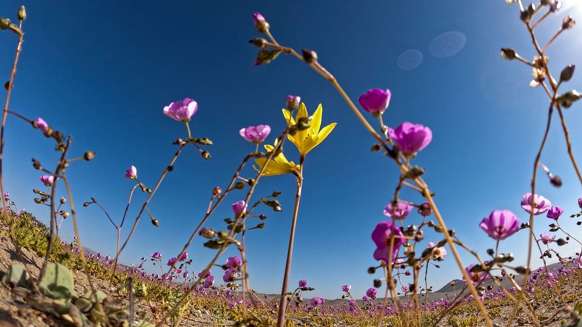 Flowers bloom on the Atacama desert, some 600 km north of Santiago. Credit: AFP Photo
