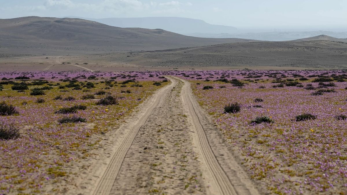 These vibrant colours bring stunning colors to the desert. Credit: AFP Photo