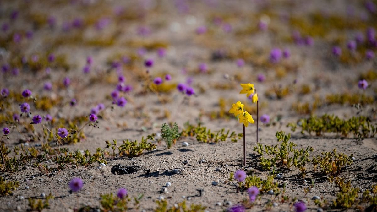Desert in Bloom displays a wide array of exotic and rare flower species. Credit: AFP Photo