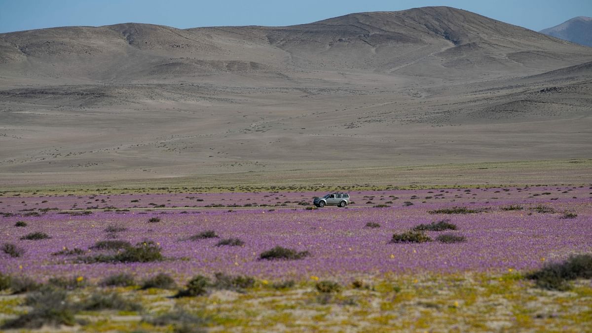 The desert turns purple with the blooming of flowers making it a visual treat. Credit: AFP Photo