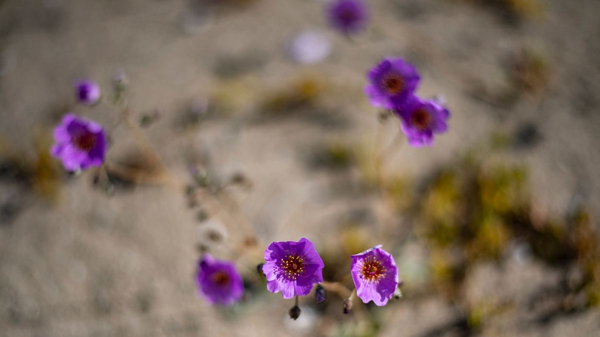 It is a pleasure to see flowers smearing the desert in its own colour. Credit: AFP Photo