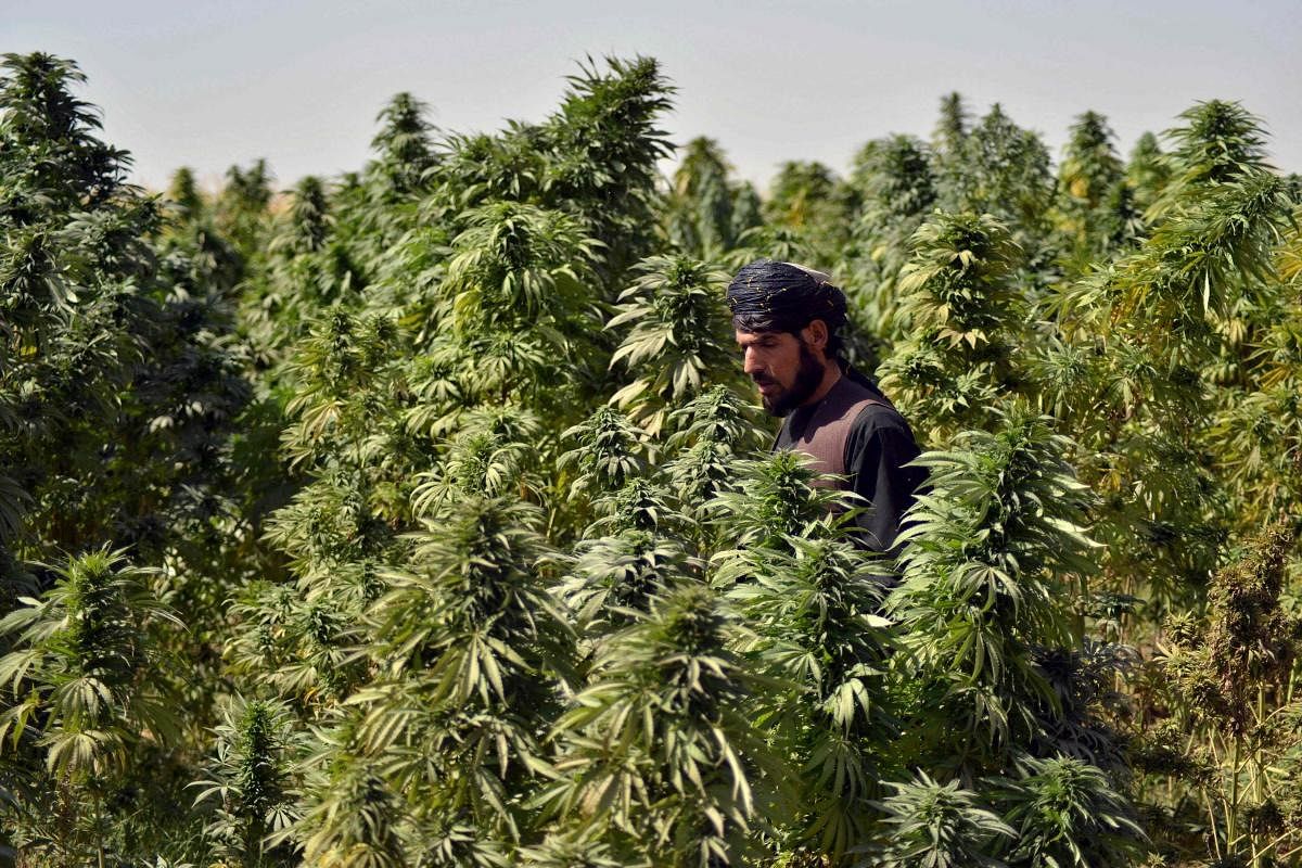 A farmer works at a cannabis plantation in the Panjwai district of Kandahar in Afghanistan. Credit: AFP Photo