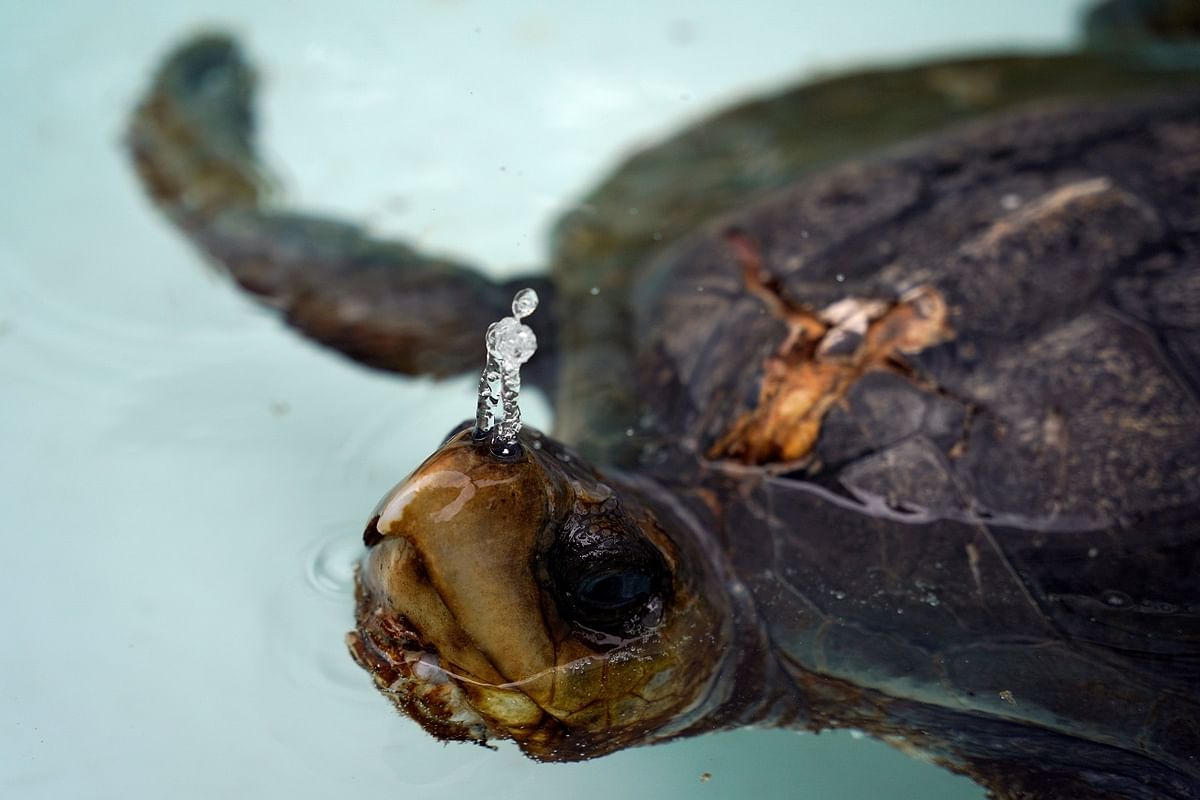 An injured turtle recovers in a tank after volunteers cleaned its wounds, at the Marine Fauna Rehabilitation Center. Credit: Reuters Photo