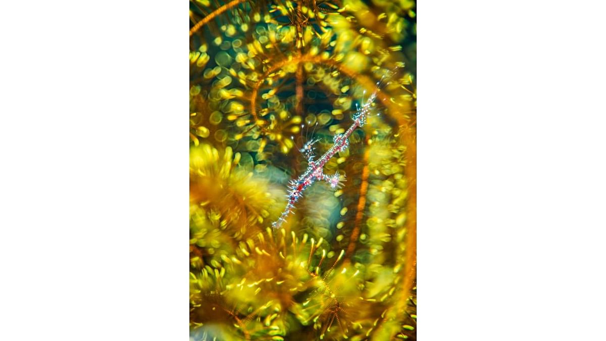 Winner, natural artistry: Bedazzled, by Alex Mustard, UK. A ghost pipefish hides among the arms of a feather star. His image conveys the confusion a predator would be likely to face when encountering this kaleidoscope of colour and pattern. The juvenile’s loud colours signify that it landed on the coral reef in the last 24 hours. In a day or two, its colour pattern will change, enabling it to blend in with the feather star. Credit: Alexander Mustard/2021 Wildlife Photographer of the Year