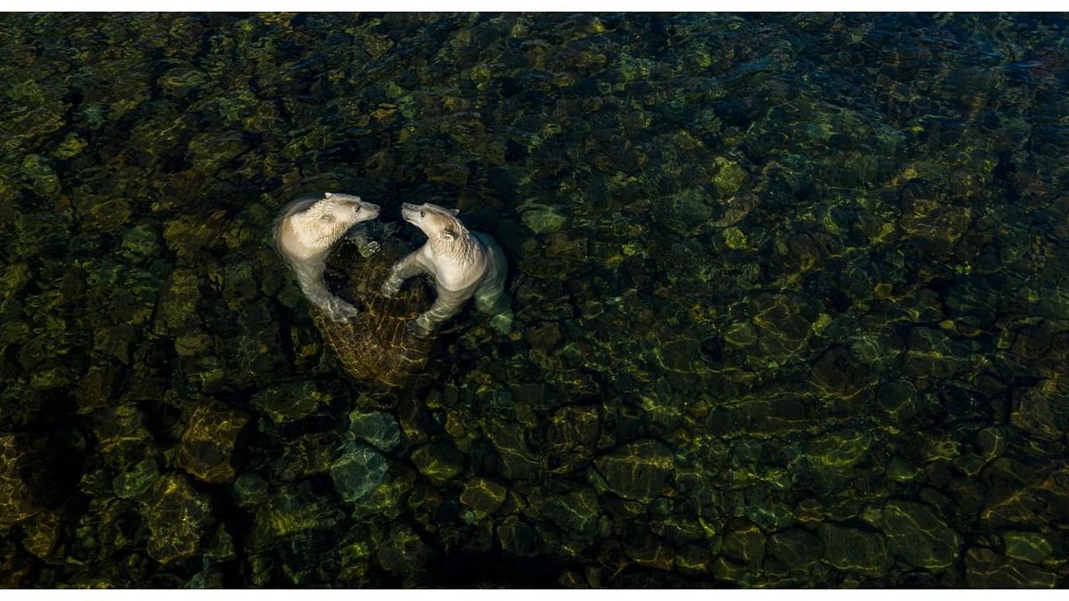 Winner, rising star portfolio award: Cool time, from land time for sea bears, by Martin Gregus, Canada/Slovakia. On a hot day, 2 female bears cool off and play. For him, the heart shape symbolises the apparent sibling affection between them and ‘the love we as people owe to the natural world’. In summer, they live mainly off their fat reserves and, with less pressure to find food, become more sociable. Credit: Martin Gregus/2021 Wildlife Photographer of the Year