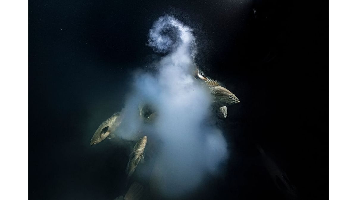 Winner, underwater: Creation, by Laurent Ballesta, France. A trio of camouflage groupers leaves a milky cloud of eggs and sperm. Spawning happens around the full moon, when up to 20,000 fish gather in Fakarava in a narrow, southern channel linking the lagoon with the ocean. Overfishing threatens this species, but here the fish are protected within a biosphere reserve. Credit: Laurent Ballesta/2021 Wildlife Photographer of the Year