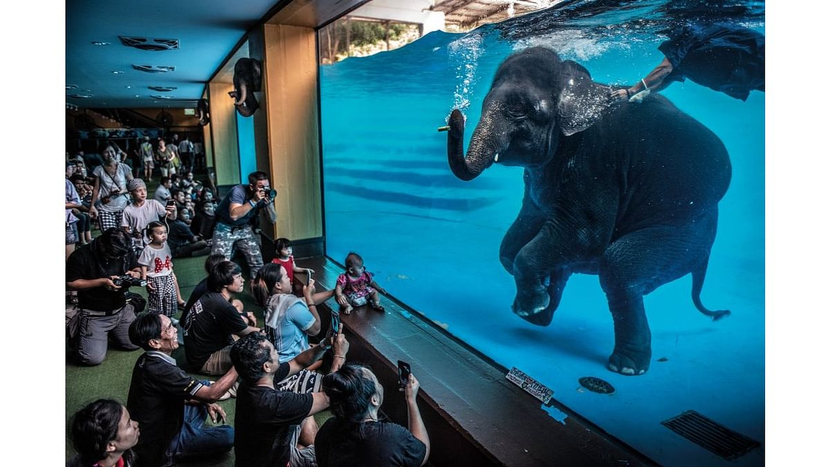 Winner, photojournalism: Elephant in the room, by Adam Oswell. Australia Zoo visitors watch a young elephant performing underwater. In Thailand, there are now more elephants in captivity than in the wild. With the Covid pandemic causing tourism to collapse, elephant sanctuaries are becoming overwhelmed with animals that can no longer be looked after by their owners. Credit: Adam Oswell/2021 Wildlife Photographer of the Year