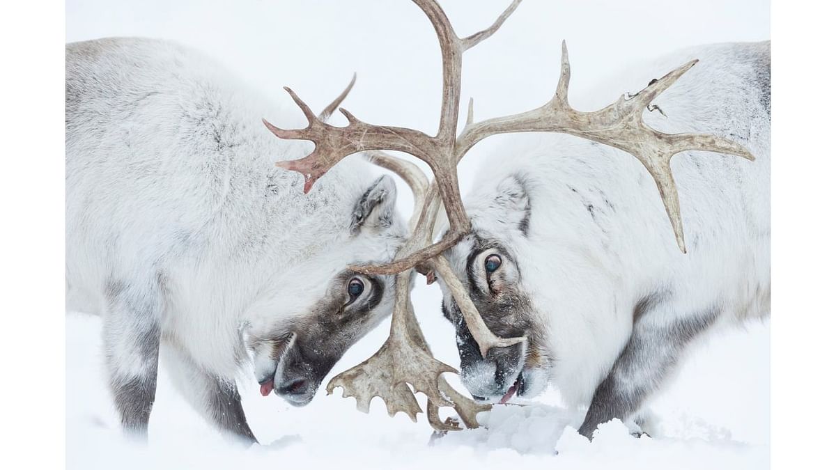 Winner, behaviour; mammals: Head to head, by Stefano Unterthiner, Italy. Two Svalbard reindeer fight for control of a harem. Reindeer are widespread around the Arctic, but this subspecies occurs only in Svalbard. Populations are affected by the climate crisis, where increased rainfall can freeze on the ground, preventing access to plants. Credit: Stefano Unterthiner/2021 Wildlife Photographer of the Year