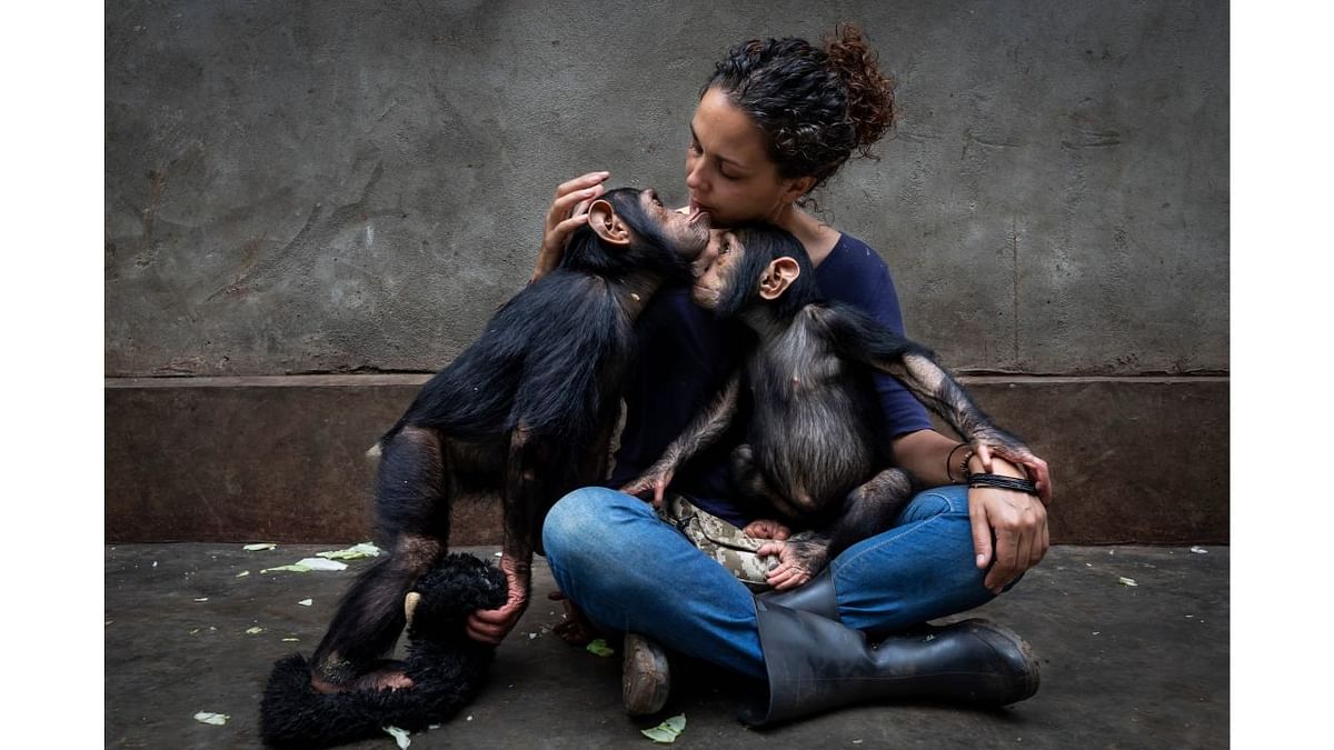 Winner, photojournalist story award: The healing touch, from community care, by Brent Stirton. South Africa The director of the Lwiro Primate Rehabilitation Centre, in Kinshasa, cuddles a chimp orphaned by the bushmeat trade. Young chimps are given one-to-one care to ease their psychological and physical trauma. These chimps are lucky, as fewer than one in 10 orphans are rescued. Credit: Brent Stirton/2021 Wildlife Photographer of the Year