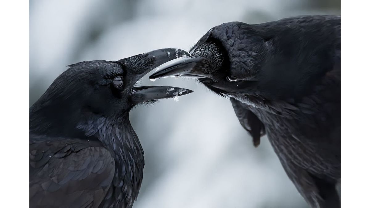 Winner, behaviour; birds: The intimate touch, by Shane Kalyn, Canada Ravens during a courtship display. It was midwinter, the start of the ravens’ breeding season. Ravens probably mate for life. This couple exchanged gifts – moss, twigs and small stones – and preened and serenaded each other with soft warbling sounds to strengthen their relationship, or ‘pair bond’. Credit: Shane Kalyn/2021 Wildlife Photographer of the Year