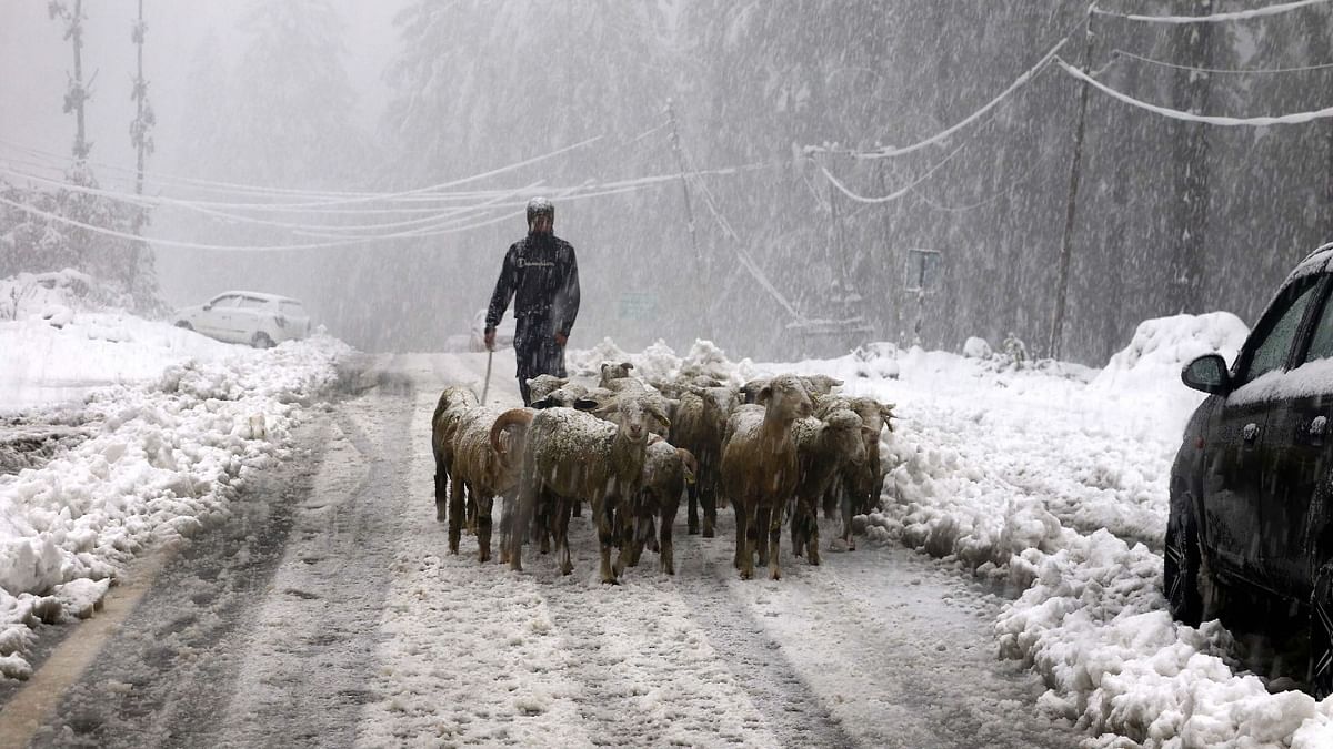 A goatherd with a herd of goats walks on a road during snowfall in Shopian district. Srinagar recorded the coldest October day in 39 years as the maximum temperature plummeted across the valley. Credit: PTI Photo