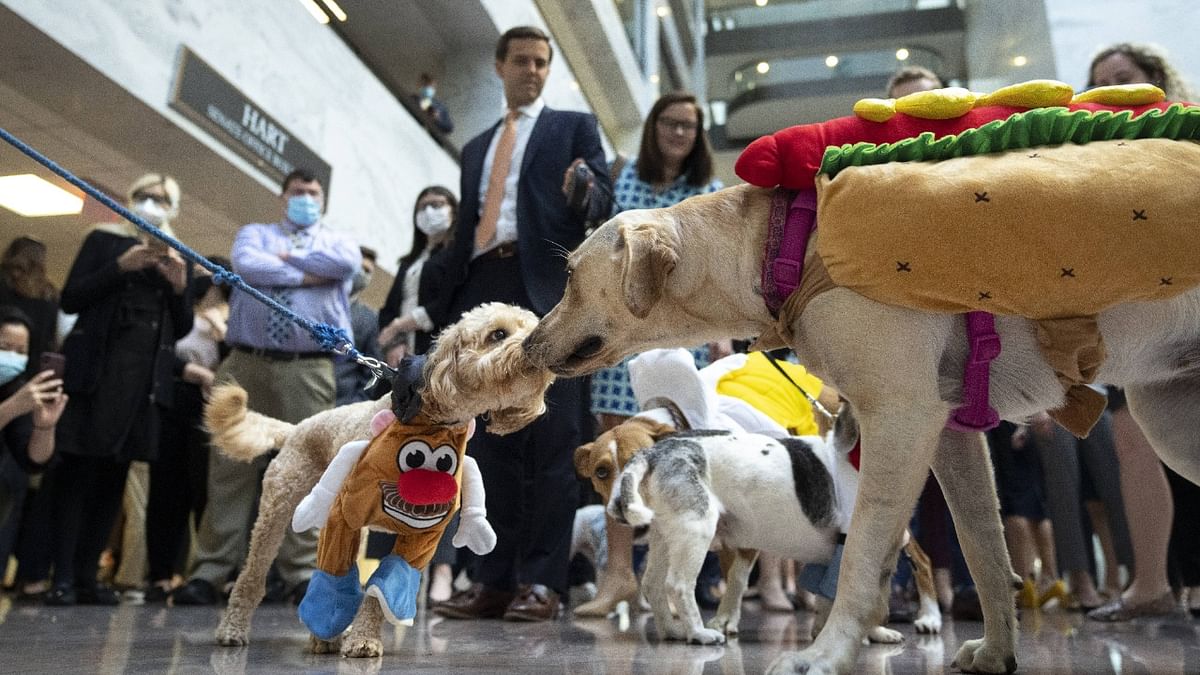 Dogs dressed in costume mingle during Sen. Thom Tillis's (R-NC) annual Halloween dog parade in the Hart Senate Office Building on Capitol Hill in Washington DC. Credit: AFP Photo