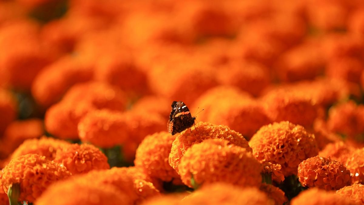 A Monarch butterfly is pictured as it sits on a Cempasuchil Marigold, the flower used during Mexico's Day of the Dead celebrations at San Luis Tlaxialtemalco nursery, in Xochimilco on the outskirts of Mexico City. Credit: Reuters Photo