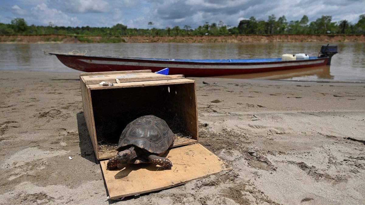 A turtle walks in the sand after been released on the banks of Putumayo river in the Amazon jungle of Puerto Asis rural area, department of Putumayo, Colombia  in the framework of the pact