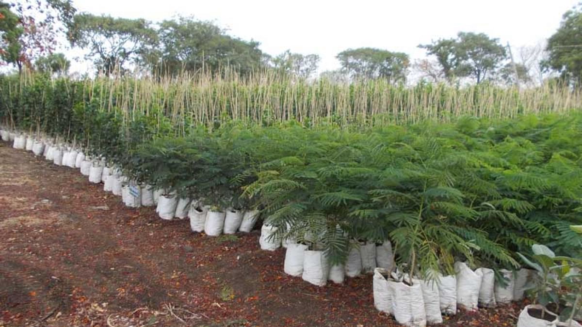 Afforestation: One should plant as many trees as possible as it generates a healthy atmosphere. Afforestation helps the release of oxygen which is a vital component for living. Credit: DH Pool Photo