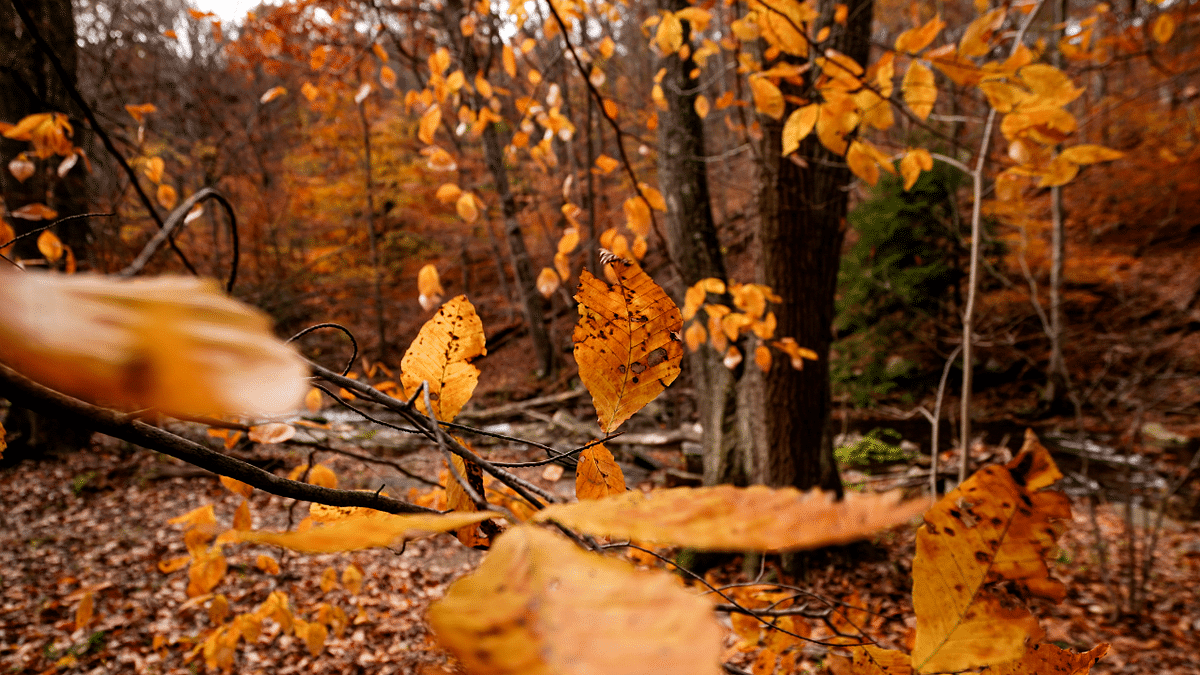 Fall leaves are seen in the tree-lined Catoctin Mountain Park near the Camp David US presidential retreat, in Thurmont, Maryland, US. Credit: Reuters Photo