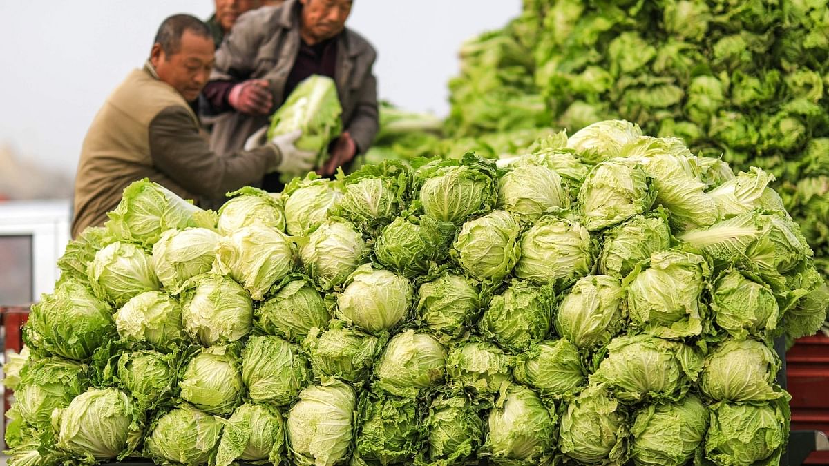 Chinese cabbage is an excellent source of folic acid and has anti-inflammatory properties. Credit: AFP Photo