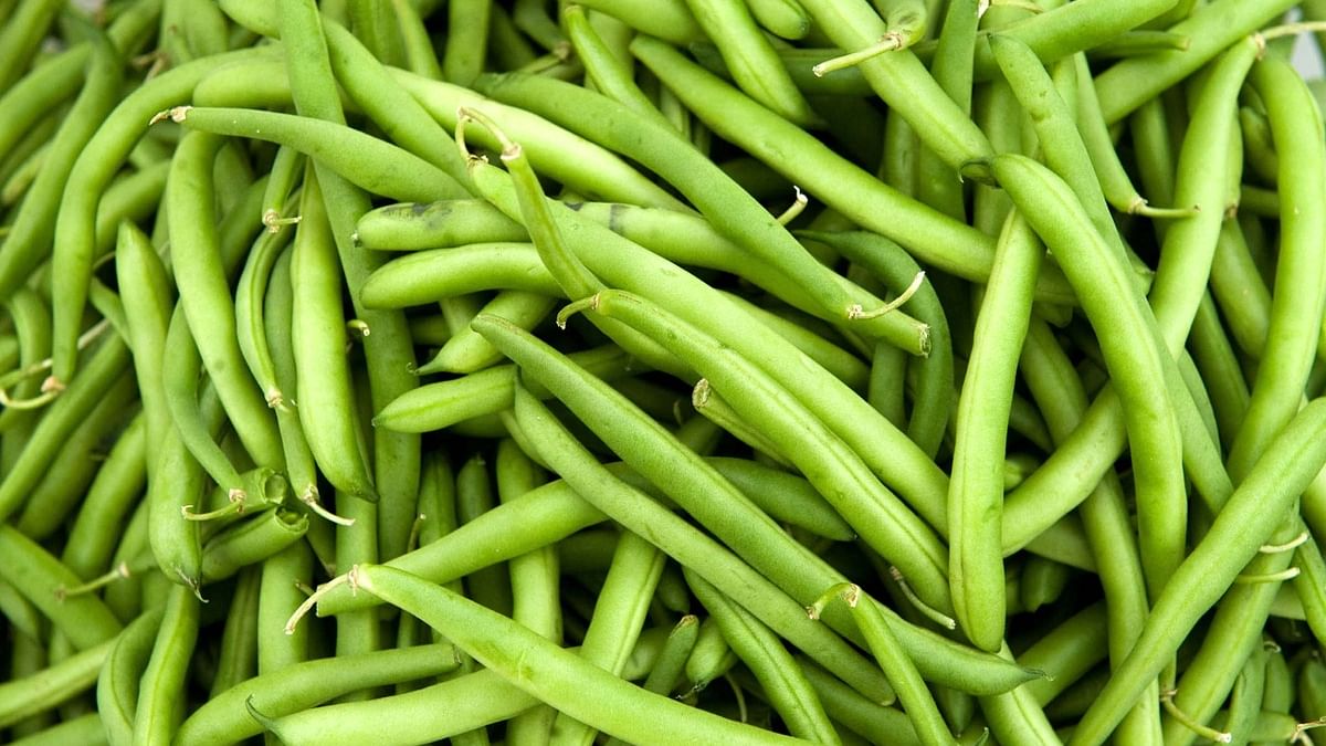 Green beans have vitamin A, B-complex vitamins, calcium and potassium and may be used to cure diabetes. Credit: AFP Photo