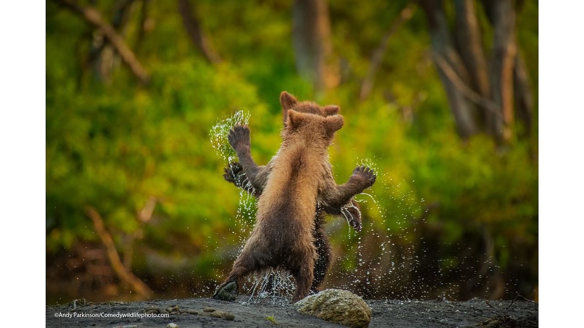 Highly Commended Winner: Andy Parkinson's photo titled 'Let's dance'. Credit: Andy Parkinson/Comedywildlifephoto.com