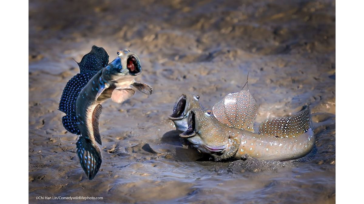 Highly Commended Winner: Chu han lin's photo titled 'See who jumps high'. Credit: Chu han lin /Comedywildlifephoto.com