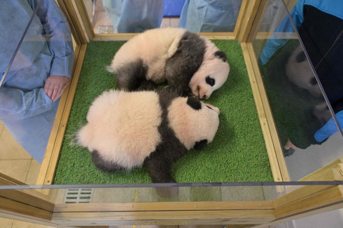 Two panda cub twins named Fleur de Coton (R) and Petite Neige (L) at The Beauval Zoo in Saint-Aignan-sur-Cher, central France. - Kylian Mbappe and China's Zhang Jiaqi are the godparents of the panda cubs, named Yuandudu and Huanlili. Credit: AFP Photo