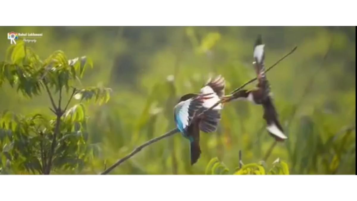 The video winner was Rahul Lakhmani’s 'Hugging Best Friend After Lockdown' which shows two White-throated kingfishers collide. Credit: Instagram/drlakhmani