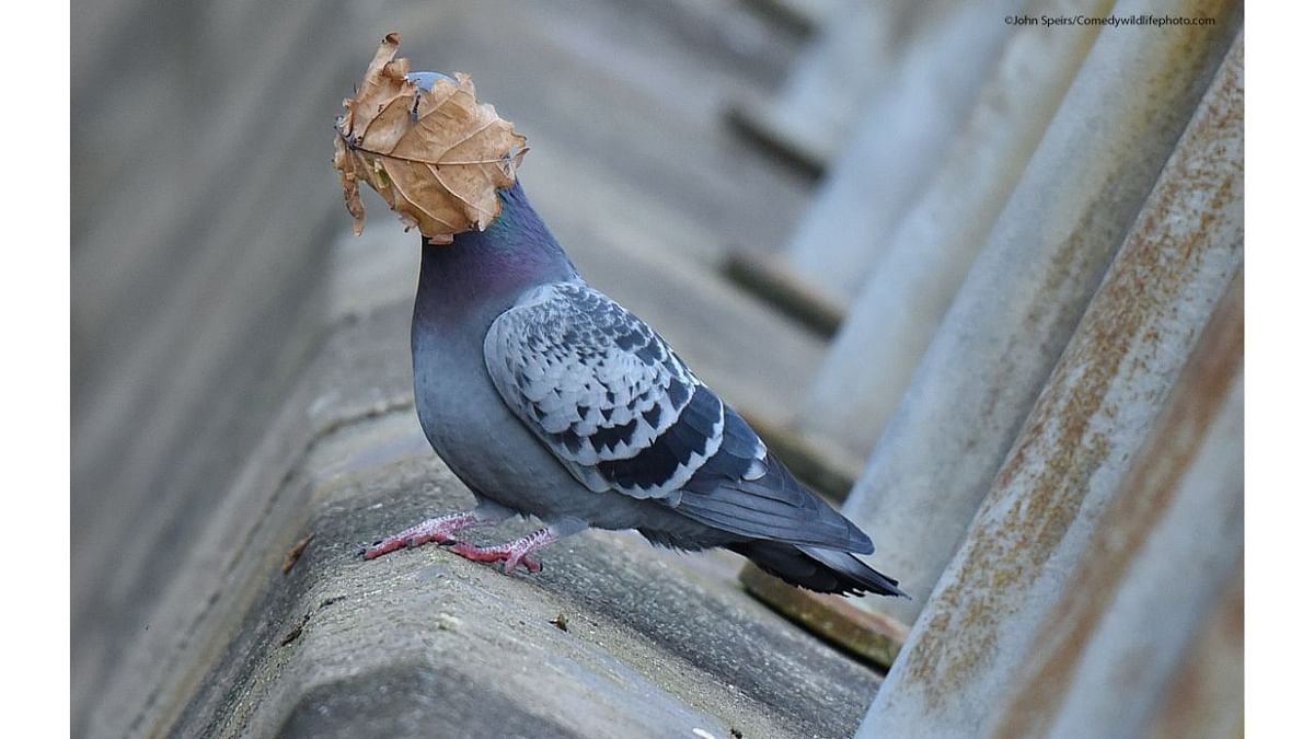 Affinity Photo People's Choice Award went to photographer John Speirs for this photograph titled 'I guess summer's over'. Credit: John Speirs/Comedywildlifephoto.com