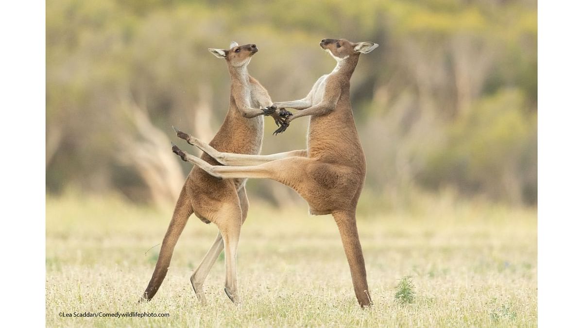 Highly Commended Winner: Lea Scaddan's photo titled 'Missed'. Credit: Lea Scaddan/Comedywildlifephoto.com