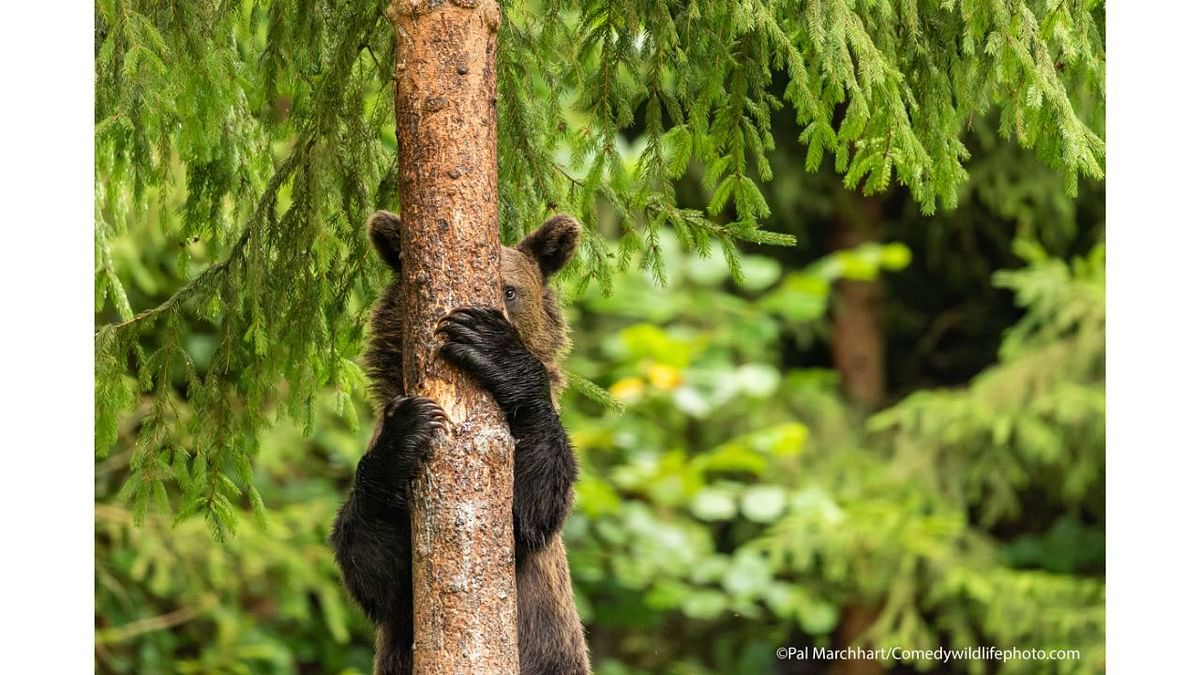 Highly Commended Winner: Pal Marchhart's photo titled 'Peekaboo'. Credit: Pal Marchhart/Comedywildlifephoto.com