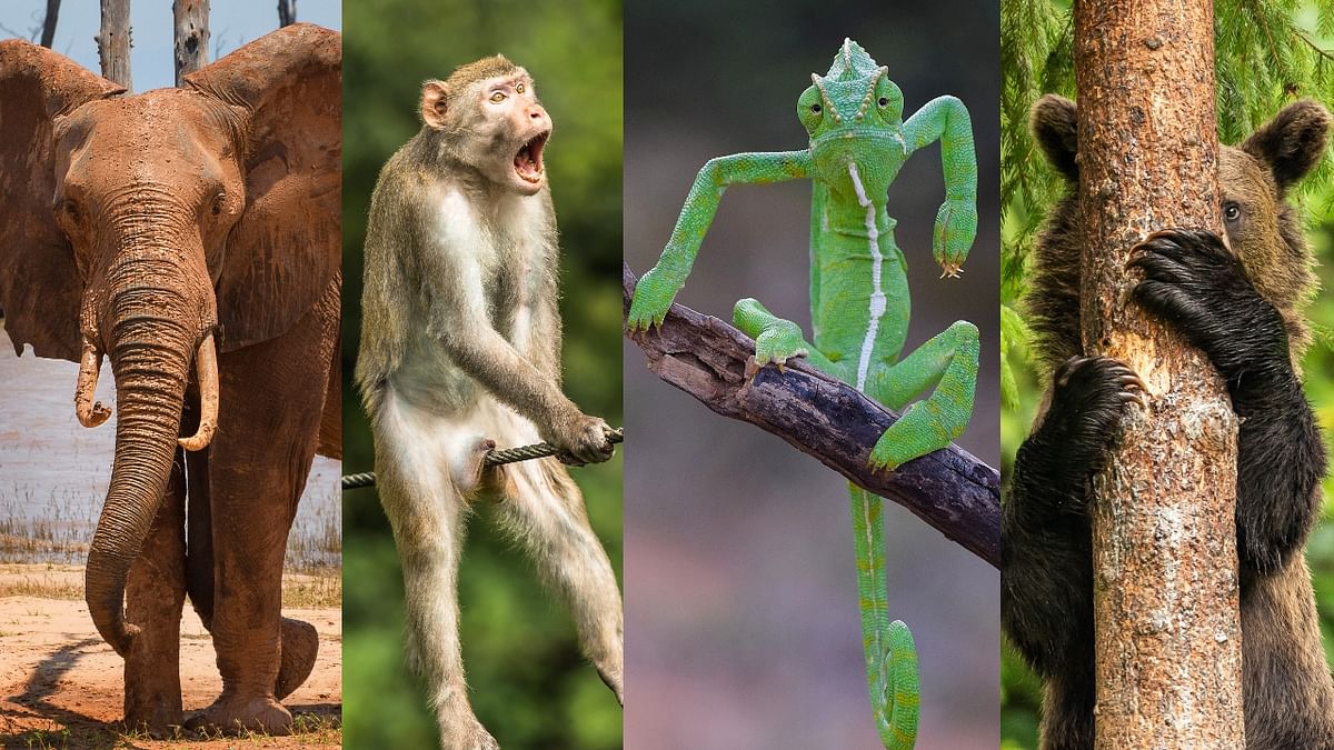 16 Award-winning pics from Comedy Wildlife Photography Awards