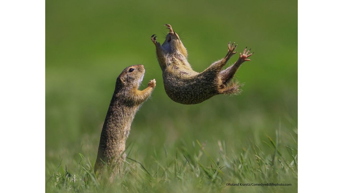 Highly Commended Winner: Roland Kranitz's photo titled 'I got you'. Credit: Roland Kranitz /Comedywildlifephoto.com